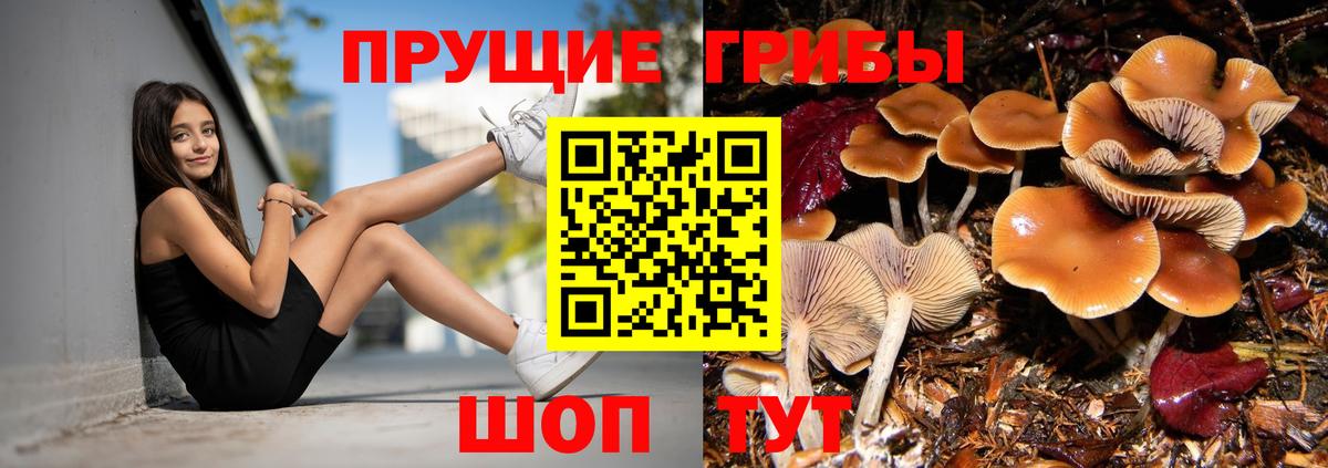 Псилоцибиновые грибы прущие грибы Унеча